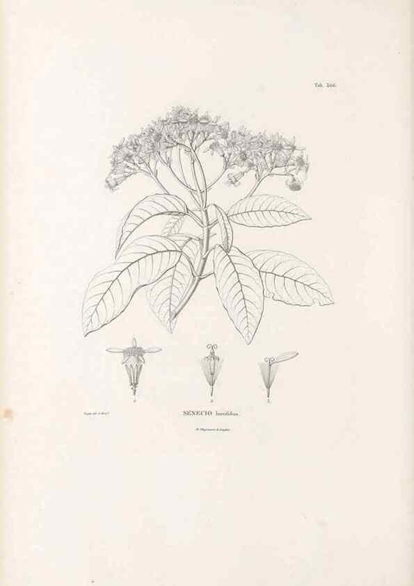 Reproducción/Reproduction 49521836072: Nova genera et species plantarum :. Antverpiae :Ex officina Christophori Plantini ...,1576.. 