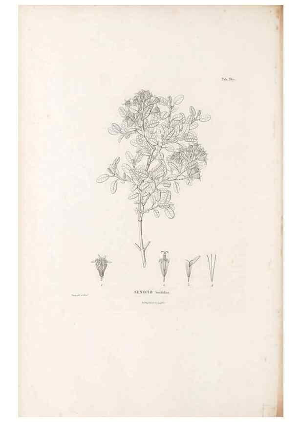 Reproducción/Reproduction 49521100703: Nova genera et species plantarum :. Antverpiae :Ex officina Christophori Plantini ...,1576.. 
