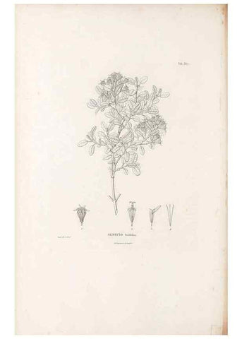 Reproducción/Reproduction 49521100703: Nova genera et species plantarum :. Antverpiae :Ex officina Christophori Plantini ...,1576.. 