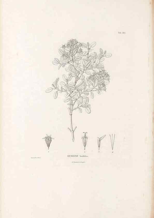 Reproducción/Reproduction 49521100703: Nova genera et species plantarum :. Antverpiae :Ex officina Christophori Plantini ...,1576.. 