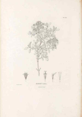 Reproducción/Reproduction 49521100703: Nova genera et species plantarum :. Antverpiae :Ex officina Christophori Plantini ...,1576.. 