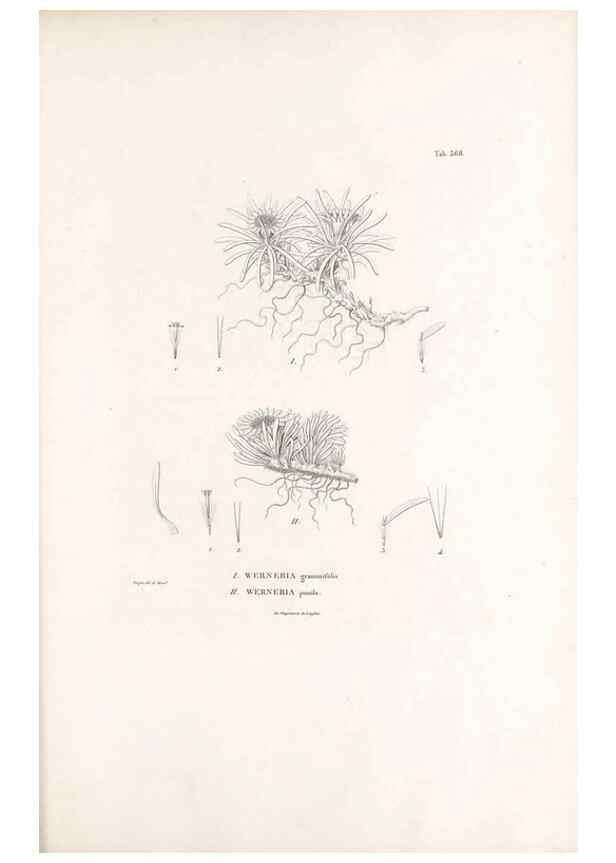 Reproducción/Reproduction 49521101018: Nova genera et species plantarum :. Antverpiae :Ex officina Christophori Plantini ...,1576.. 