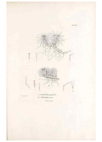 Reproducción/Reproduction 49521101018: Nova genera et species plantarum :. Antverpiae :Ex officina Christophori Plantini ...,1576.. 