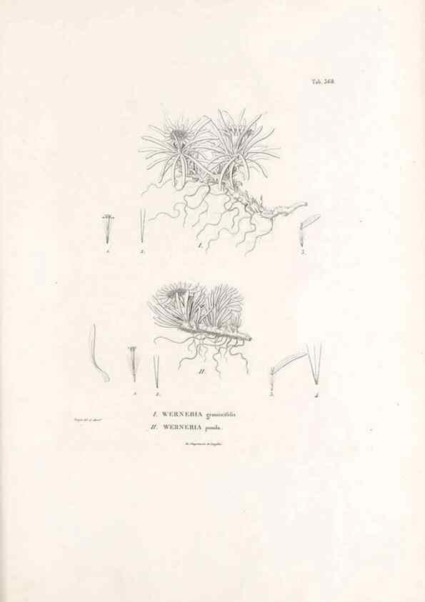 Reproducción/Reproduction 49521101018: Nova genera et species plantarum :. Antverpiae :Ex officina Christophori Plantini ...,1576.. 