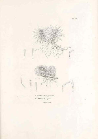 Reproducción/Reproduction 49521101018: Nova genera et species plantarum :. Antverpiae :Ex officina Christophori Plantini ...,1576.. 