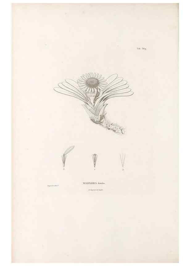 Reproducción/Reproduction 49521836872: Nova genera et species plantarum :. Antverpiae :Ex officina Christophori Plantini ...,1576.. 