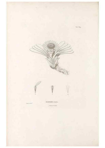 Reproducción/Reproduction 49521836872: Nova genera et species plantarum :. Antverpiae :Ex officina Christophori Plantini ...,1576.. 