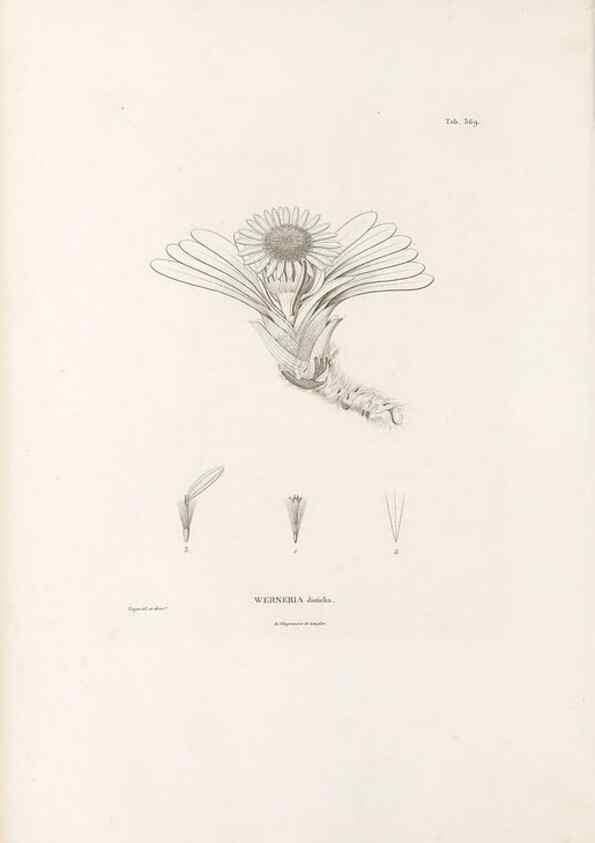 Reproducción/Reproduction 49521836872: Nova genera et species plantarum :. Antverpiae :Ex officina Christophori Plantini ...,1576.. 