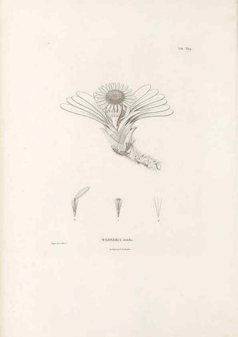 Reproducción/Reproduction 49521836872: Nova genera et species plantarum :. Antverpiae :Ex officina Christophori Plantini ...,1576.. 