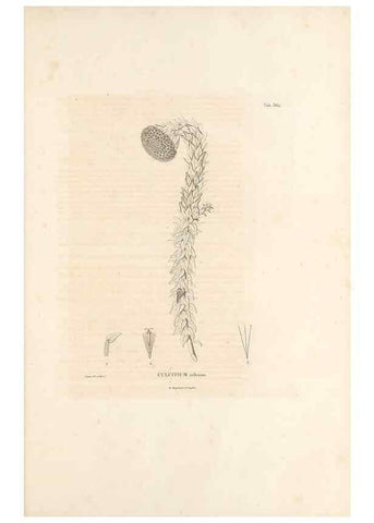 Reproducción/Reproduction 49521099313: Nova genera et species plantarum :. Antverpiae :Ex officina Christophori Plantini ...,1576.. 