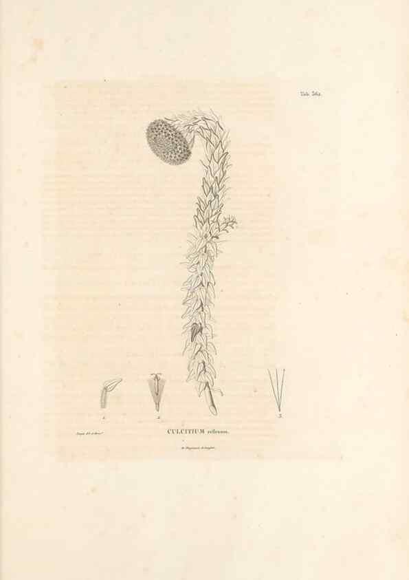 Reproducción/Reproduction 49521099313: Nova genera et species plantarum :. Antverpiae :Ex officina Christophori Plantini ...,1576.. 