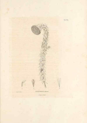 Reproducción/Reproduction 49521099313: Nova genera et species plantarum :. Antverpiae :Ex officina Christophori Plantini ...,1576.. 