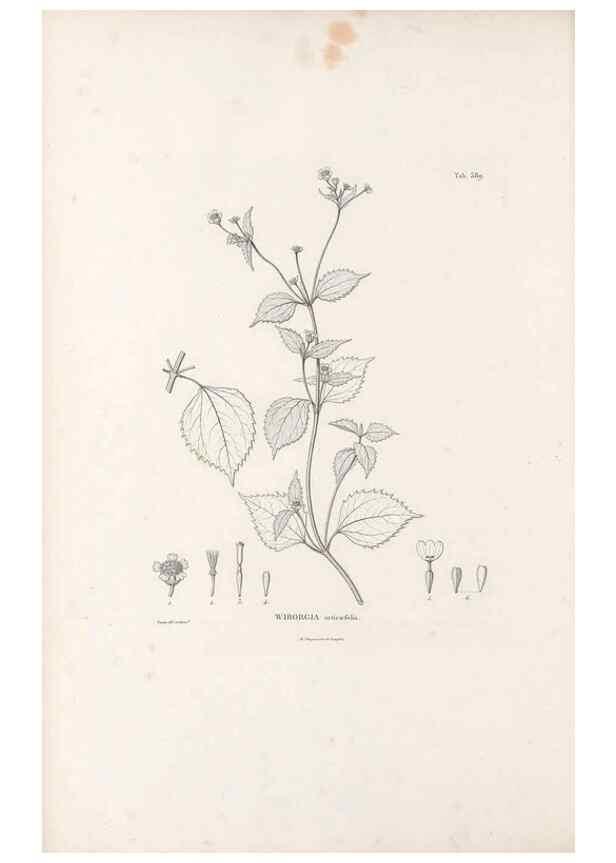 Reproducción/Reproduction 49521630851: Nova genera et species plantarum :. Antverpiae :Ex officina Christophori Plantini ...,1576.. 