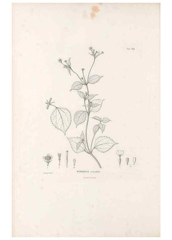 Reproducción/Reproduction 49521630851: Nova genera et species plantarum :. Antverpiae :Ex officina Christophori Plantini ...,1576.. 