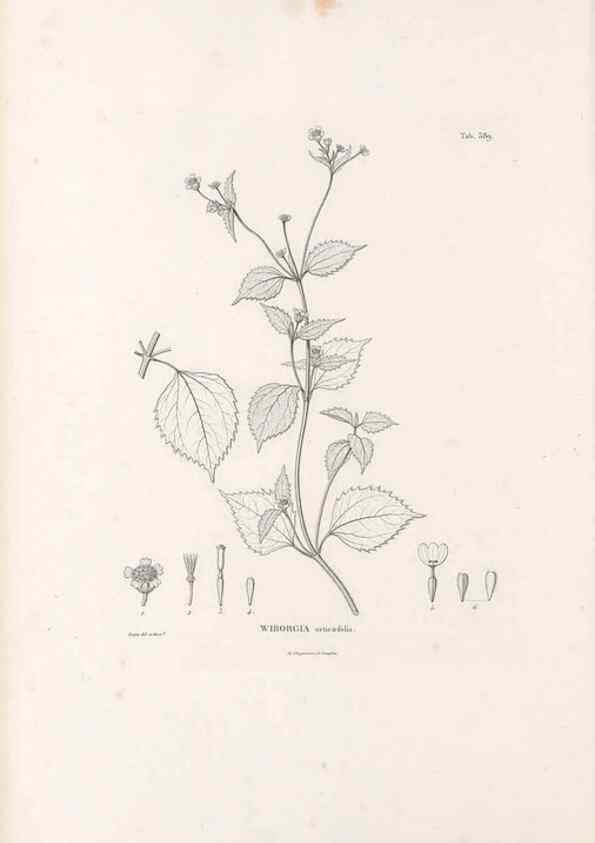 Reproducción/Reproduction 49521630851: Nova genera et species plantarum :. Antverpiae :Ex officina Christophori Plantini ...,1576.. 