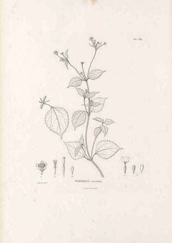 Reproducción/Reproduction 49521630851: Nova genera et species plantarum :. Antverpiae :Ex officina Christophori Plantini ...,1576.. 