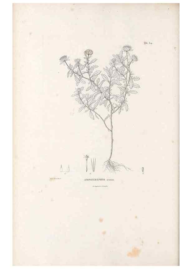Reproducción/Reproduction 49521821117: Nova genera et species plantarum :. Antverpiae :Ex officina Christophori Plantini ...,1576.. 
