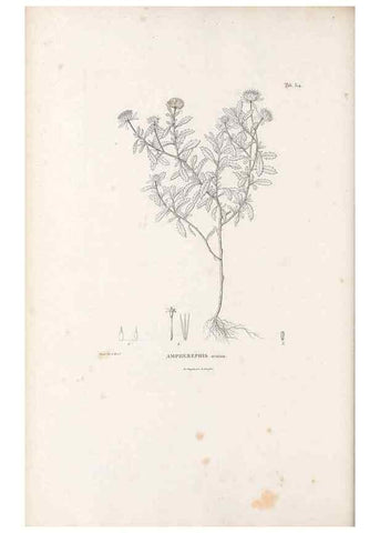 Reproducción/Reproduction 49521821117: Nova genera et species plantarum :. Antverpiae :Ex officina Christophori Plantini ...,1576.. 