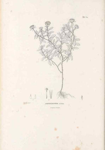 Reproducción/Reproduction 49521821117: Nova genera et species plantarum :. Antverpiae :Ex officina Christophori Plantini ...,1576.. 