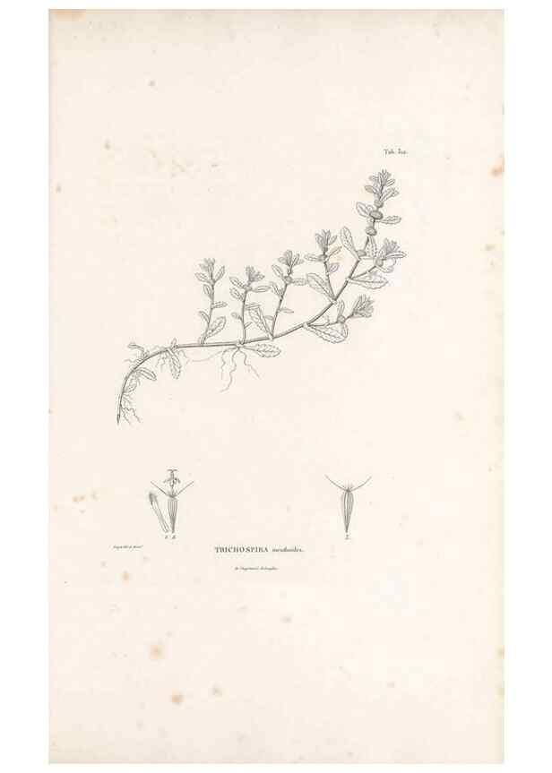 Reproducción/Reproduction 49521608606: Nova genera et species plantarum :. Antverpiae :Ex officina Christophori Plantini ...,1576.. 