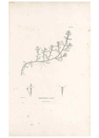 Reproducción/Reproduction 49521608606: Nova genera et species plantarum :. Antverpiae :Ex officina Christophori Plantini ...,1576.. 