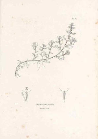 Reproducción/Reproduction 49521608606: Nova genera et species plantarum :. Antverpiae :Ex officina Christophori Plantini ...,1576.. 