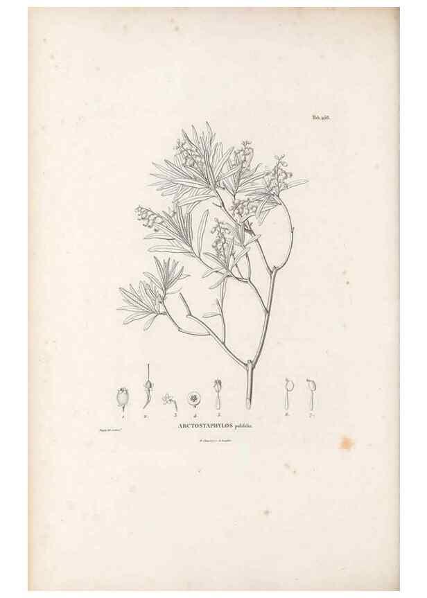 Reproducción/Reproduction 49521034528: Nova genera et species plantarum :. Antverpiae :Ex officina Christophori Plantini ...,1576.. 