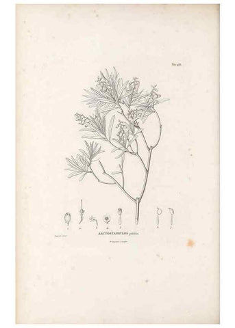 Reproducción/Reproduction 49521034528: Nova genera et species plantarum :. Antverpiae :Ex officina Christophori Plantini ...,1576.. 