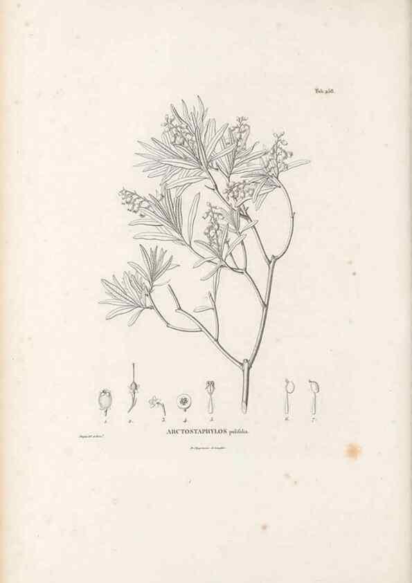 Reproducción/Reproduction 49521034528: Nova genera et species plantarum :. Antverpiae :Ex officina Christophori Plantini ...,1576.. 