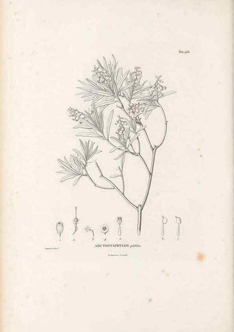 Reproducción/Reproduction 49521034528: Nova genera et species plantarum :. Antverpiae :Ex officina Christophori Plantini ...,1576.. 