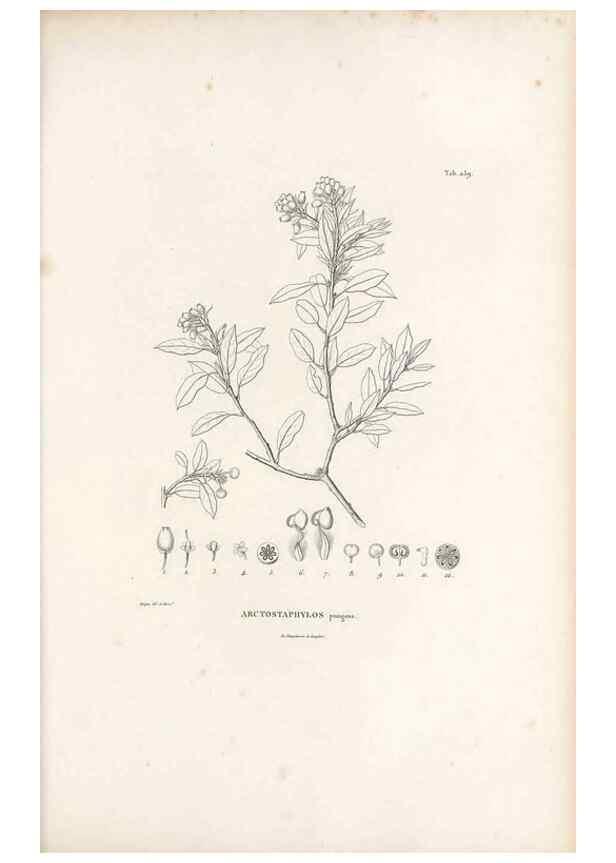 Reproducción/Reproduction 49521034773: Nova genera et species plantarum :. Antverpiae :Ex officina Christophori Plantini ...,1576.. 