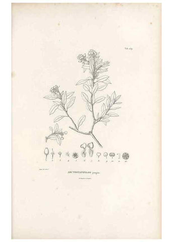 Reproducción/Reproduction 49521034773: Nova genera et species plantarum :. Antverpiae :Ex officina Christophori Plantini ...,1576.. 