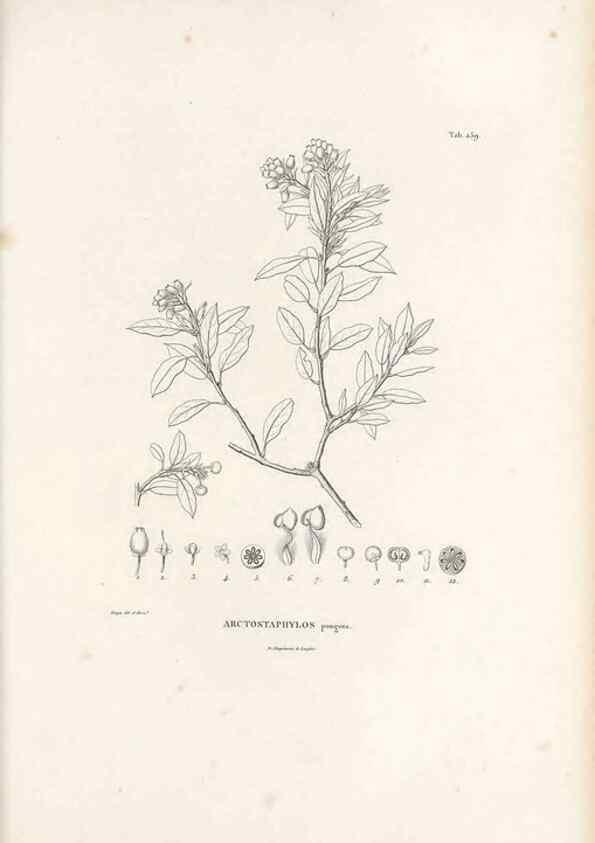 Reproducción/Reproduction 49521034773: Nova genera et species plantarum :. Antverpiae :Ex officina Christophori Plantini ...,1576.. 