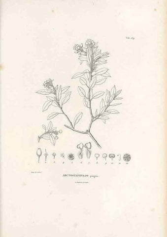 Reproducción/Reproduction 49521034773: Nova genera et species plantarum :. Antverpiae :Ex officina Christophori Plantini ...,1576.. 