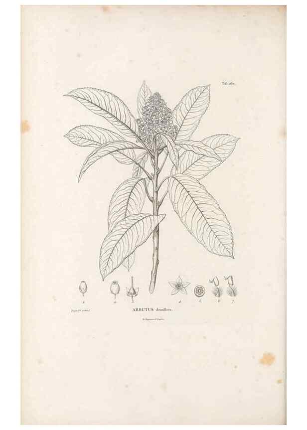 Reproducción/Reproduction 49521035058: Nova genera et species plantarum :. Antverpiae :Ex officina Christophori Plantini ...,1576.. 