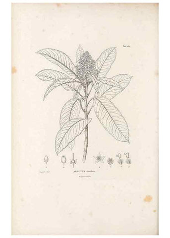 Reproducción/Reproduction 49521035058: Nova genera et species plantarum :. Antverpiae :Ex officina Christophori Plantini ...,1576.. 