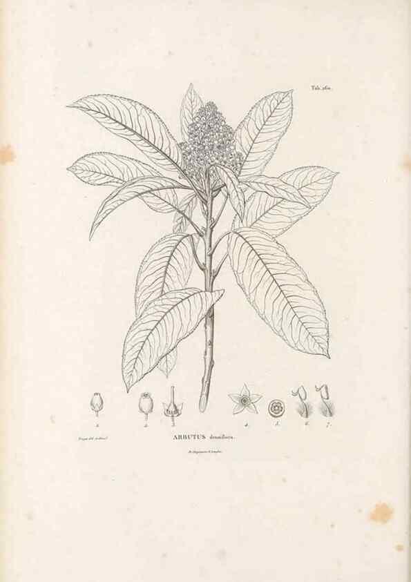 Reproducción/Reproduction 49521035058: Nova genera et species plantarum :. Antverpiae :Ex officina Christophori Plantini ...,1576.. 