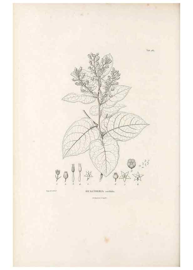 Reproducción/Reproduction 49521560146: Nova genera et species plantarum :. Antverpiae :Ex officina Christophori Plantini ...,1576.. 