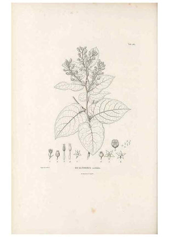 Reproducción/Reproduction 49521560146: Nova genera et species plantarum :. Antverpiae :Ex officina Christophori Plantini ...,1576.. 