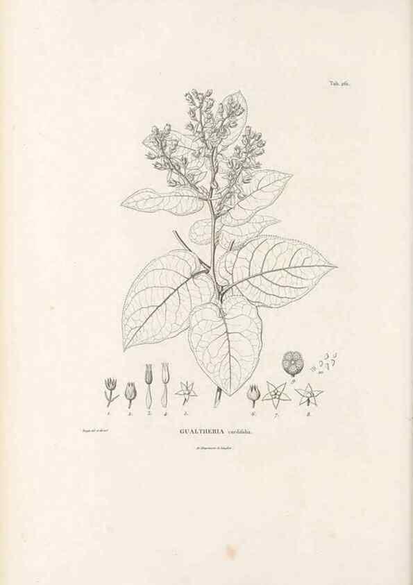 Reproducción/Reproduction 49521560146: Nova genera et species plantarum :. Antverpiae :Ex officina Christophori Plantini ...,1576.. 