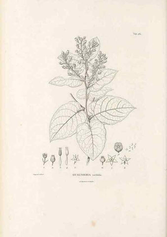 Reproducción/Reproduction 49521560146: Nova genera et species plantarum :. Antverpiae :Ex officina Christophori Plantini ...,1576.. 