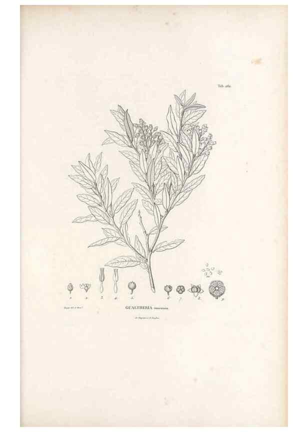 Reproducción/Reproduction 49521035603: Nova genera et species plantarum :. Antverpiae :Ex officina Christophori Plantini ...,1576.. 