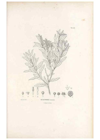 Reproducción/Reproduction 49521035603: Nova genera et species plantarum :. Antverpiae :Ex officina Christophori Plantini ...,1576.. 