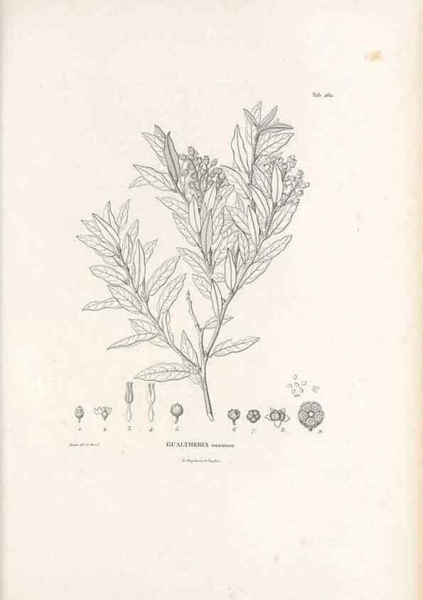 Reproducción/Reproduction 49521035603: Nova genera et species plantarum :. Antverpiae :Ex officina Christophori Plantini ...,1576.. 