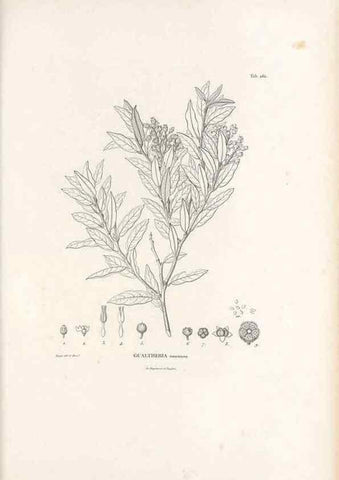 Reproducción/Reproduction 49521035603: Nova genera et species plantarum :. Antverpiae :Ex officina Christophori Plantini ...,1576.. 