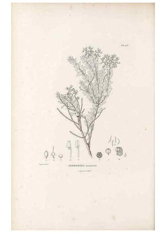 Reproducción/Reproduction 49521771442: Nova genera et species plantarum :. Antverpiae :Ex officina Christophori Plantini ...,1576.. 