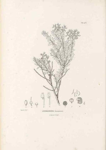 Reproducción/Reproduction 49521771442: Nova genera et species plantarum :. Antverpiae :Ex officina Christophori Plantini ...,1576.. 