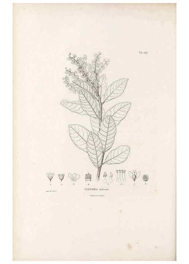 Reproducción/Reproduction 49521036208: Nova genera et species plantarum :. Antverpiae :Ex officina Christophori Plantini ...,1576.. 