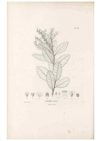 Reproducción/Reproduction 49521036208: Nova genera et species plantarum :. Antverpiae :Ex officina Christophori Plantini ...,1576.. 