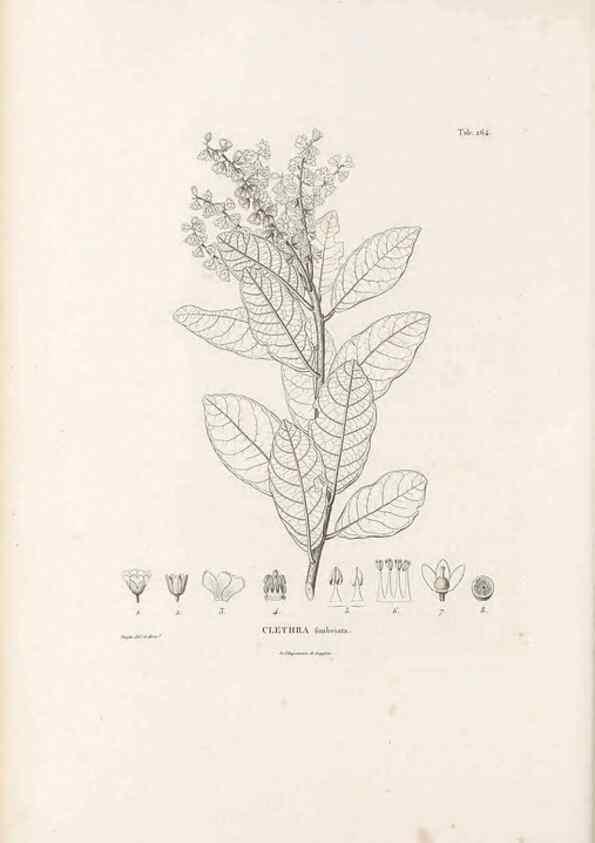 Reproducción/Reproduction 49521036208: Nova genera et species plantarum :. Antverpiae :Ex officina Christophori Plantini ...,1576.. 